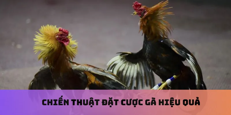 Chiến thuật đặt cược gà hiệu quả
