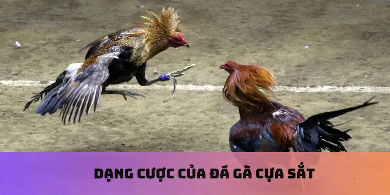 Dạng cược của đá gà cựa sắt