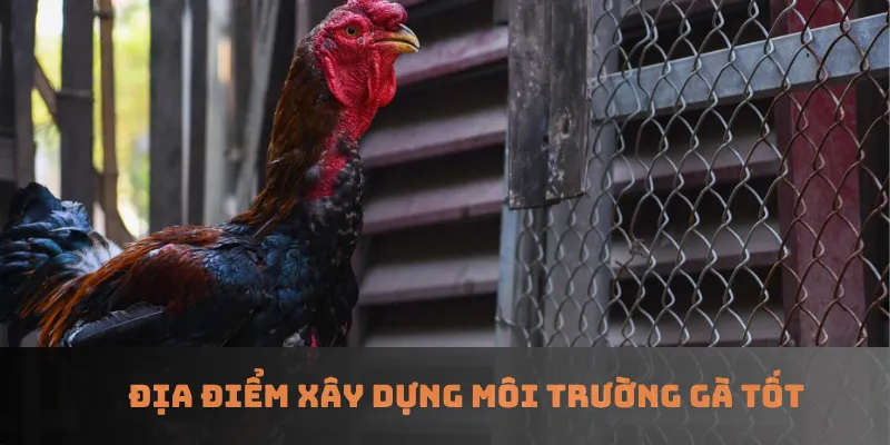 Địa điểm xây dựng môi trường gà tốt