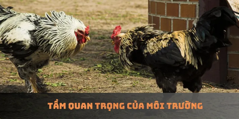Tầm quan trọng của môi trường