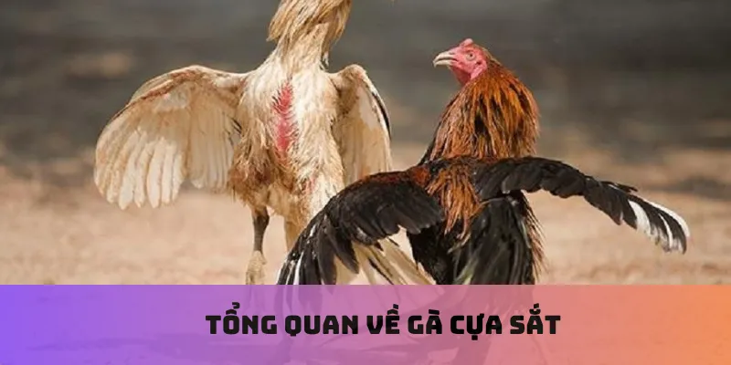 Tổng quan về gà cựa sắt